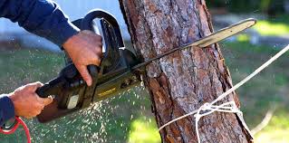 Best Tree Cabling and Bracing  in Pollock Pines, CA